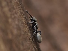 Cephalotes goniodontus