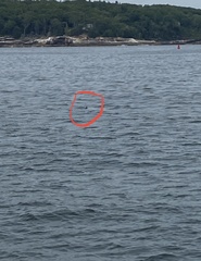 Somateria mollissima