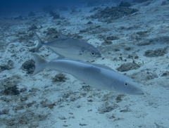 Malacanthus plumieri