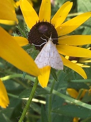 Hahncappsia pergilvalis