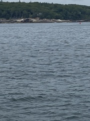 Somateria mollissima