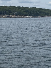 Somateria mollissima