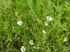 Ipomoea hartwegii