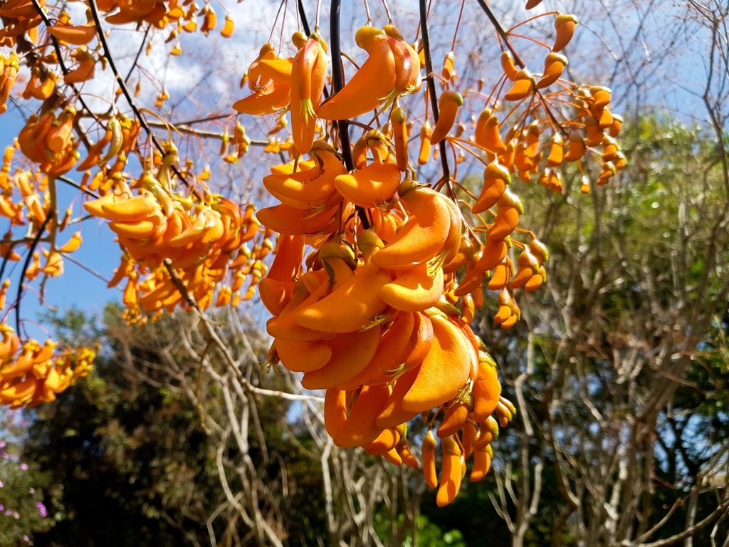 Ceibo Chaqueño (Erythrina mulungu) · NaturaLista Colombia