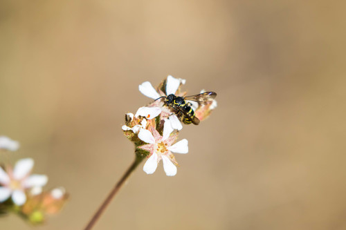 Wide-striped Painted-Dark bee