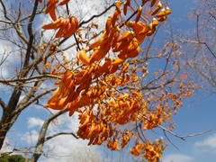 Erythrina mulungu