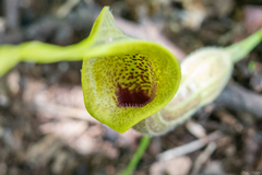 Aristolochia pringlei