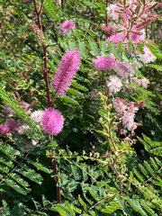Mimosa dysocarpa