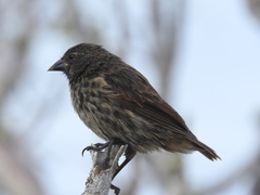 Geospiza acutirostris