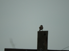 Toxostoma curvirostre