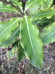 Pittosporum eugenioides