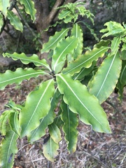 Pittosporum eugenioides