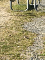 Passerculus sandwichensis