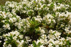 Veronica cryptomorpha