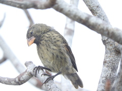 Geospiza propinqua