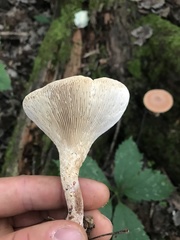 Neolentinus degener