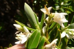 Veronica cryptomorpha