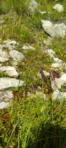 Image of Carex frigida by (c) Santiago Martín-Bravo, some rights reserved (CC BY)