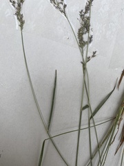 Calamagrostis breweri