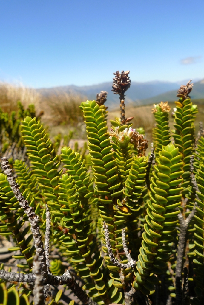 Veronica masoniae