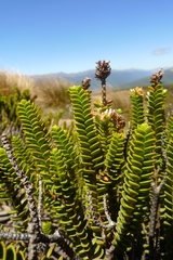 Veronica masoniae
