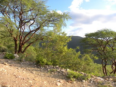 Burseraceae