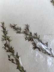 Calamagrostis breweri