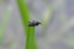 Sphenophorus necydaloides