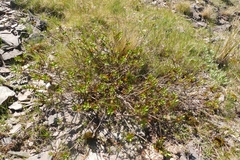 Veronica decumbens