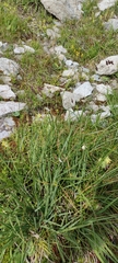 Carex frigida