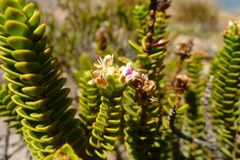 Veronica masoniae