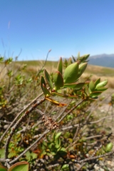 Veronica decumbens