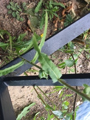 Picris hieracioides