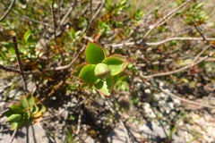 Veronica decumbens