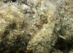 Metapenaeopsis goodei