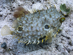 Chilomycterus antillarum