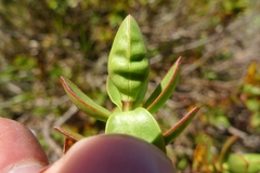 Veronica decumbens