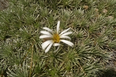 Celmisia sessiliflora