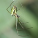Orchard Spider and Allies - Photo (c) Arthur Chapman, some rights reserved (CC BY-NC-SA)