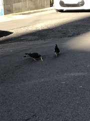 Columba livia domestica
