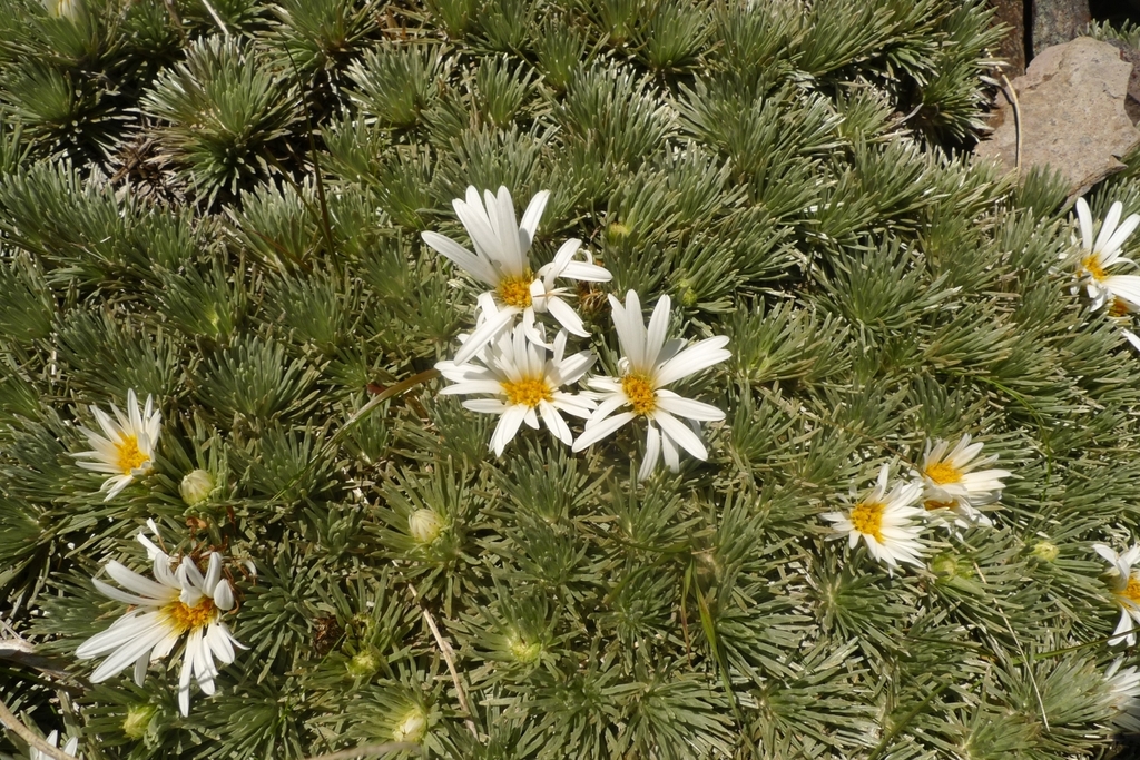 White Cushion Mountain Daisy