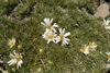 White Cushion Mountain Daisy - Photo (c) Leon Perrie, some rights reserved (CC BY-NC), uploaded by Leon Perrie
