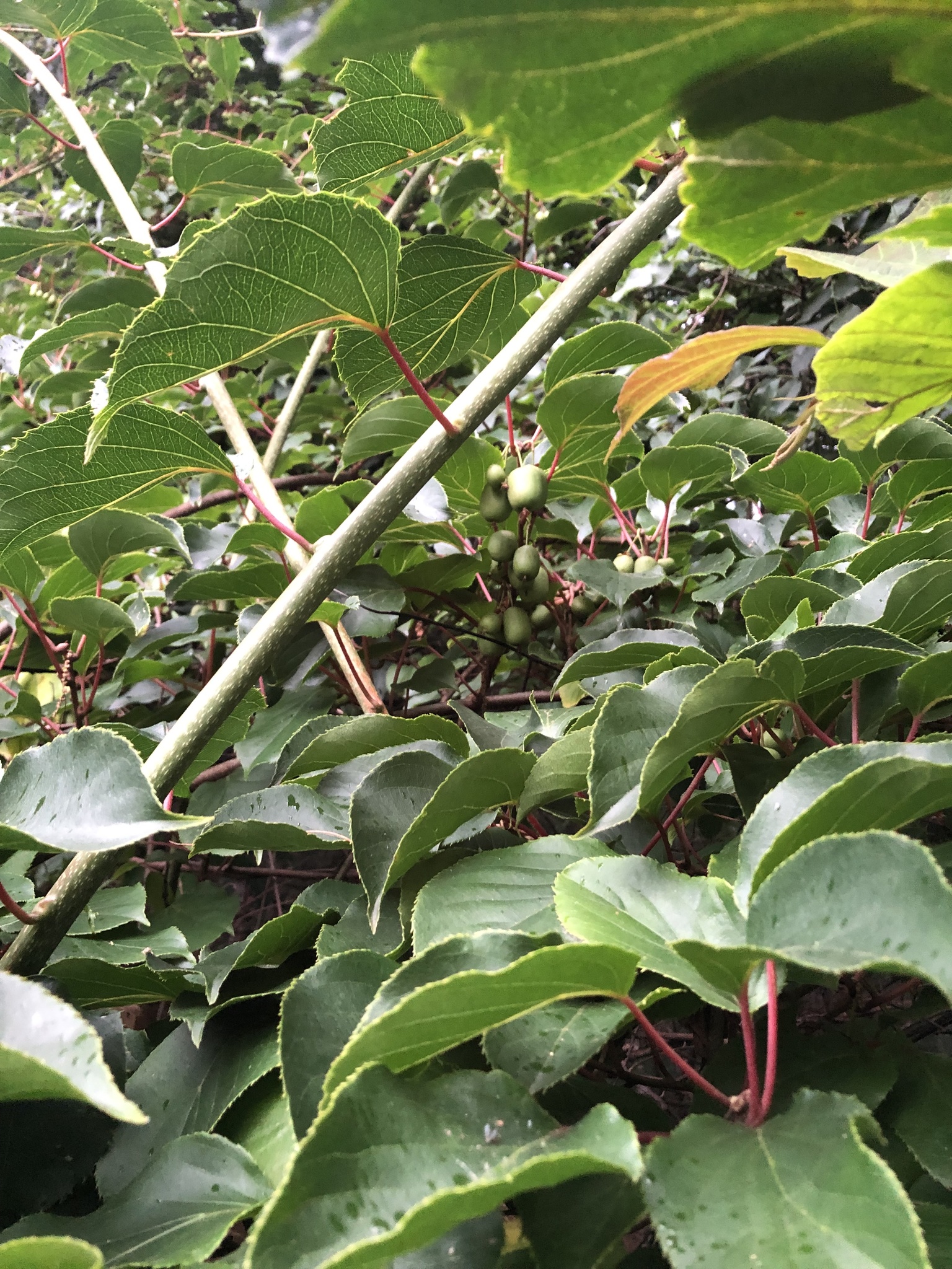 Actinidia Arguta (Siebold & Zucc.) Planch. Ex Miq.