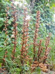 Orobanche hederae
