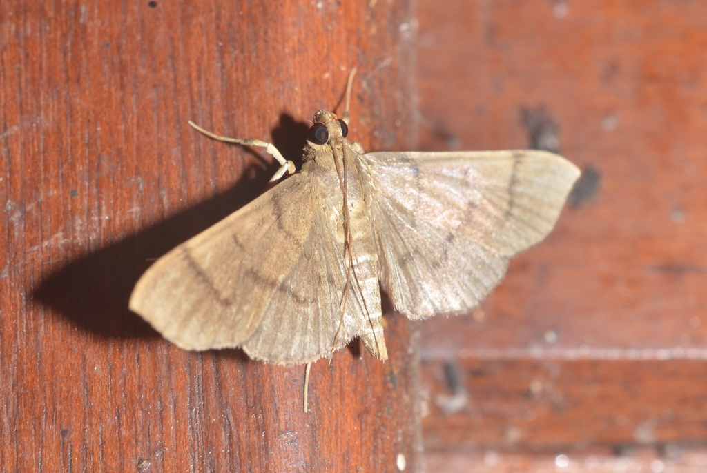 Omiodes cuniculalis