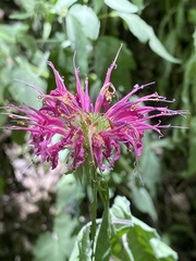 Monarda media