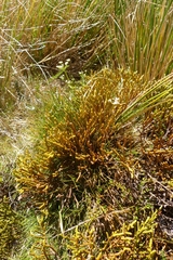 Veronica lycopodioides