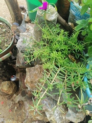 Portulaca grandiflora
