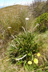 Celmisia spectabilis