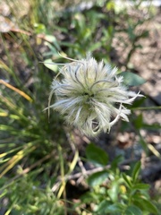 Clematis albicoma